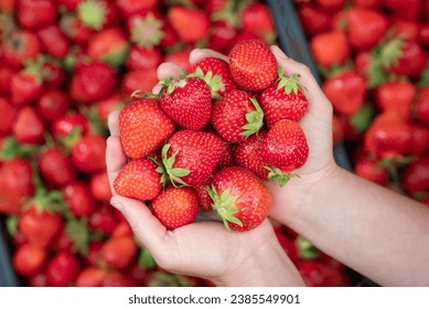 Female holding ripe strawberry in hands. Harvest of fresh juicy strawberry on farm - Powered by Shutterstock