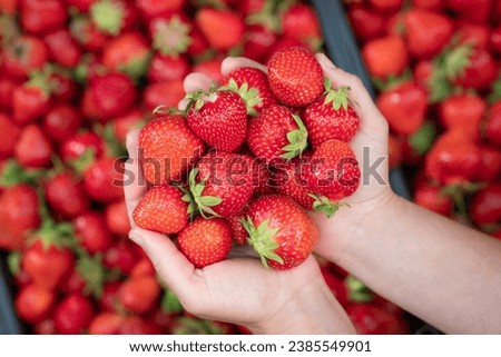 Female holding ripe strawberry in hands. Harvest of fresh juicy strawberry on farm