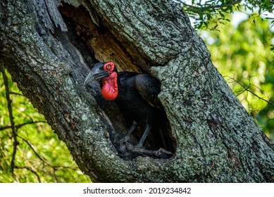 Kelompok fauna asiatis