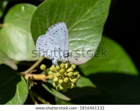 A female holly blue butterfly (Celastrina argiolus) seen laying eggs on an ivy flower head in August