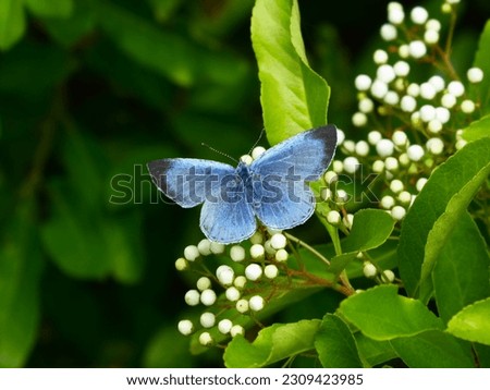 female holly blue butterfly on firethorn pyracantha flower bud