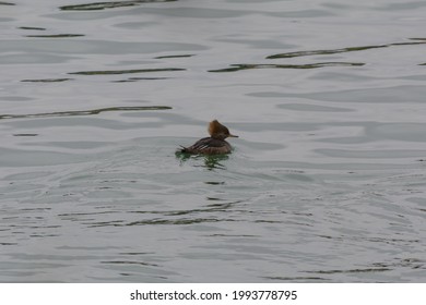 A Female Hood Merganser Swims In A Cove Off Of Lake Erie Near Cleveland, Ohio On Winter Afternoon.