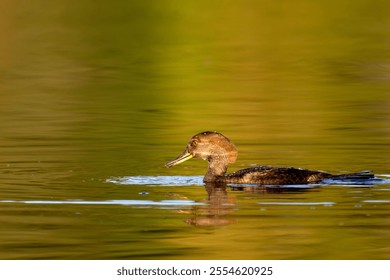 A female hooded merganser duck swimming in the lake - Powered by Shutterstock