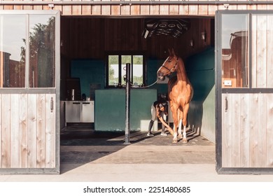 female horse caretaker grooming horse in stable using a brush to clean the horse's coat and legs - attention and tenderness of caretaker for horse -showcasing concept of horse care, animal welfare - Powered by Shutterstock