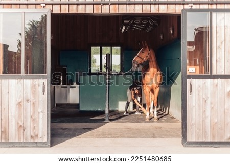 female horse caretaker grooming horse in stable using a brush to clean the horse's coat and legs - attention and tenderness of caretaker for horse -showcasing concept of horse care, animal welfare