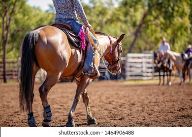 Female horseback rider sitting on horse with rope lasso in her hand in a dusty outback arena. Horse in close up.