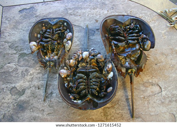 Female Horseshoe Crab Limulus Polyphemus Stock Photo Edit Now