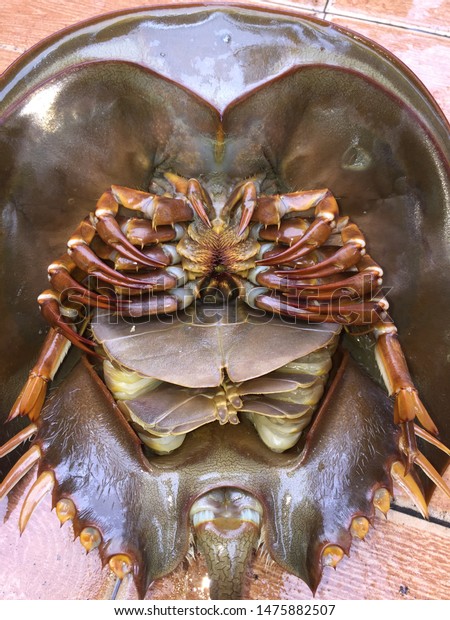 Female Horseshoe Crab Sharp Long Stiff Stock Photo Edit Now