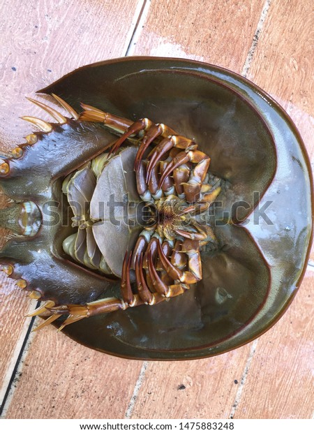 Female Horseshoe Crab Sharp Long Stiff Stock Photo Edit Now