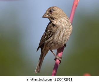 A female house finch displays the swollen eyes that are symptoms of avian conjunctivitis while perched on the stem of a red yucca flower. 