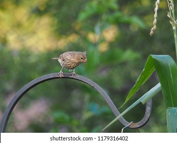 Female House Finch On Shepherds Hook