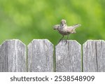 A female house finch puffed up and singing while perched on a wooden stockade fence with green background. 