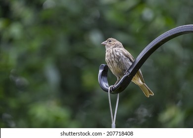 Female House Finch Sitting On A Shepherd Hook