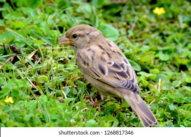 Female House Sparrow in India
