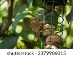 A female House Sparrow (Passer domesticus) eating an energy ball from a bird feeder