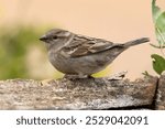 Female House Sparrow, Passer domesticus