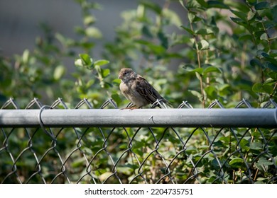 Female House Sparrow (Passer Domesticus) Perching On A Metal Fence With Shrubbery In The Background On A Late Summer Morning In An Iowa Yard. 