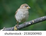 Female House Sparrow perched on a branch