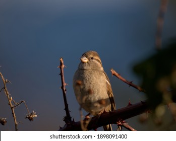 A Female House Sparrow Perched On A Thorny Vine