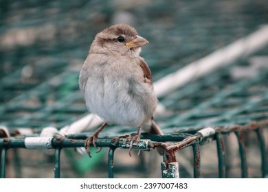 A female house sparrow perched on a lobster cage.
