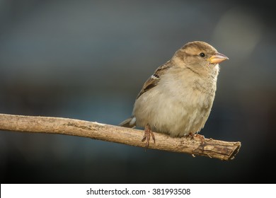 house sparrow female winter