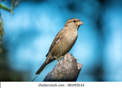 A Female House Sparrow Perched On A Small Limb During A Winter Storm In Northern Lexington, Kentucky.