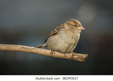 house sparrow female winter