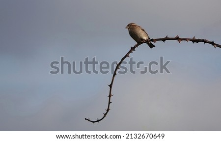 A female house sparrow perched on a bramble