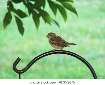 A Female House Sparrow Rests Perched On A Shepherds Crook Harrisonburg, VA, USA