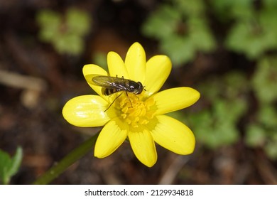 Female Hoverfly Meliscaeva Auricollis, Family Hoverflies (Syrphidae) On A Flower Of Lesser Celandine Or Pilewort (Ficaria Verna) At The End Of The Winter. Netherlands                               