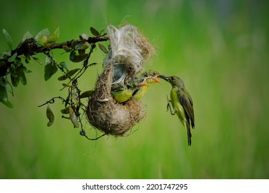 female hummingbird feeding her chicks - Shutterstock ID 2201747295