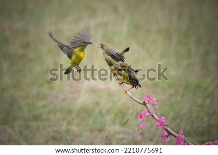 female hummingbird feeding her chicks