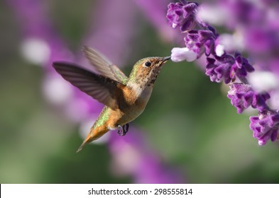 Female hummingbird, likely an Allen's, shown hovering and feeding on Mexican Bush Sage. Photo taken in Southern California. - Shutterstock ID 298555814