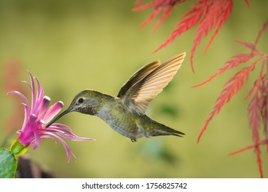 Female Hummingbird Visiting Pink Flower Under Red Dragon Japanese Maple