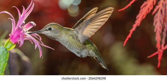 Female Hummingbird Visiting Pink Flower Near Red Dragon Japanese Maple