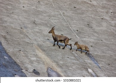 Female ibex with its calf on a dam. Steinbock, Diga del Barbellino, Bergamo, Orobie Alps, Italy	
