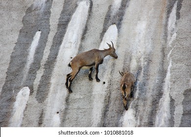 Female  ibex licking salt with its calf on a dam. Diga del Barbellino, Bergamo, Orobie Alps, Italy	