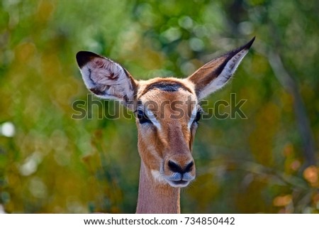 Deer looks into the camera