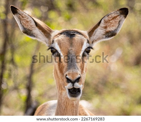 Similar – Deer looks into the camera