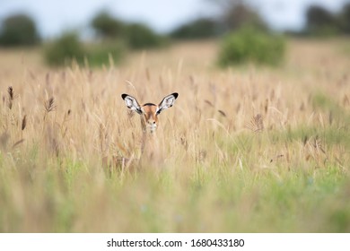 A Female Impala In Field With Very Tall Grass, Blurred Landscape In The Background