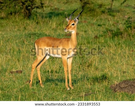 A female impala on the savannah in the Maasai Mara reserve Kenya