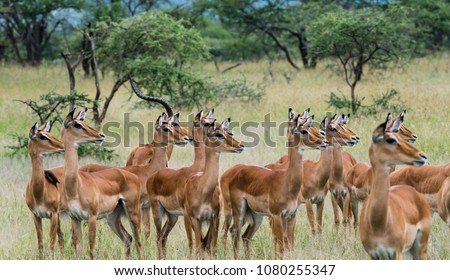 Female Impalas in Serengeti national park Tanzania during the rainy season in April