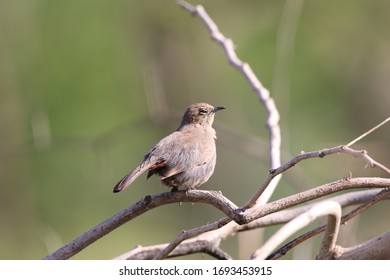 A Female Indian Robin Bird Is Sitting On The Branch - Shutterstock ID 1693453915