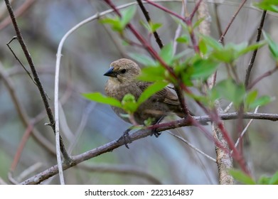 A female Indigo Bunting perches on a tree in Tawas Point State Park, near East Tawas, Michigan.