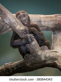 Female Infant Gorilla Hugging A Bare Tree Limb