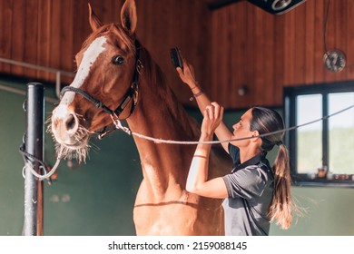 female instructor rider taking care of purebred in horse farm - broodmare daily activity - Powered by Shutterstock