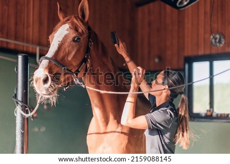 female instructor rider taking care of purebred in horse farm - broodmare daily activity