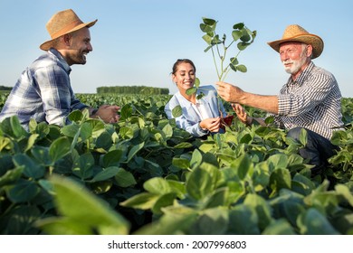 Female insurance sales rep touching root of soy plant smiilng. Two male farmers crouching in soy field explaining showing seedling to agronomist.