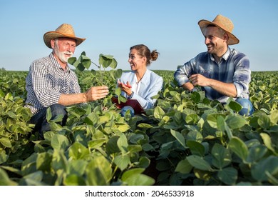 Female Insurance Sales Rep Touching Root Of Soy Plant Smiilng. Two Male Farmers Crouching In Soy Field Explaining Showing Seedling To Agronomist.