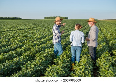 Female Insurance Sales Representative Walking In Soy Field Between Two Male Farmers. Three People Talking About Agriculture Pointing Explaining. 